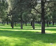 林楚钦(林楚钦简介)